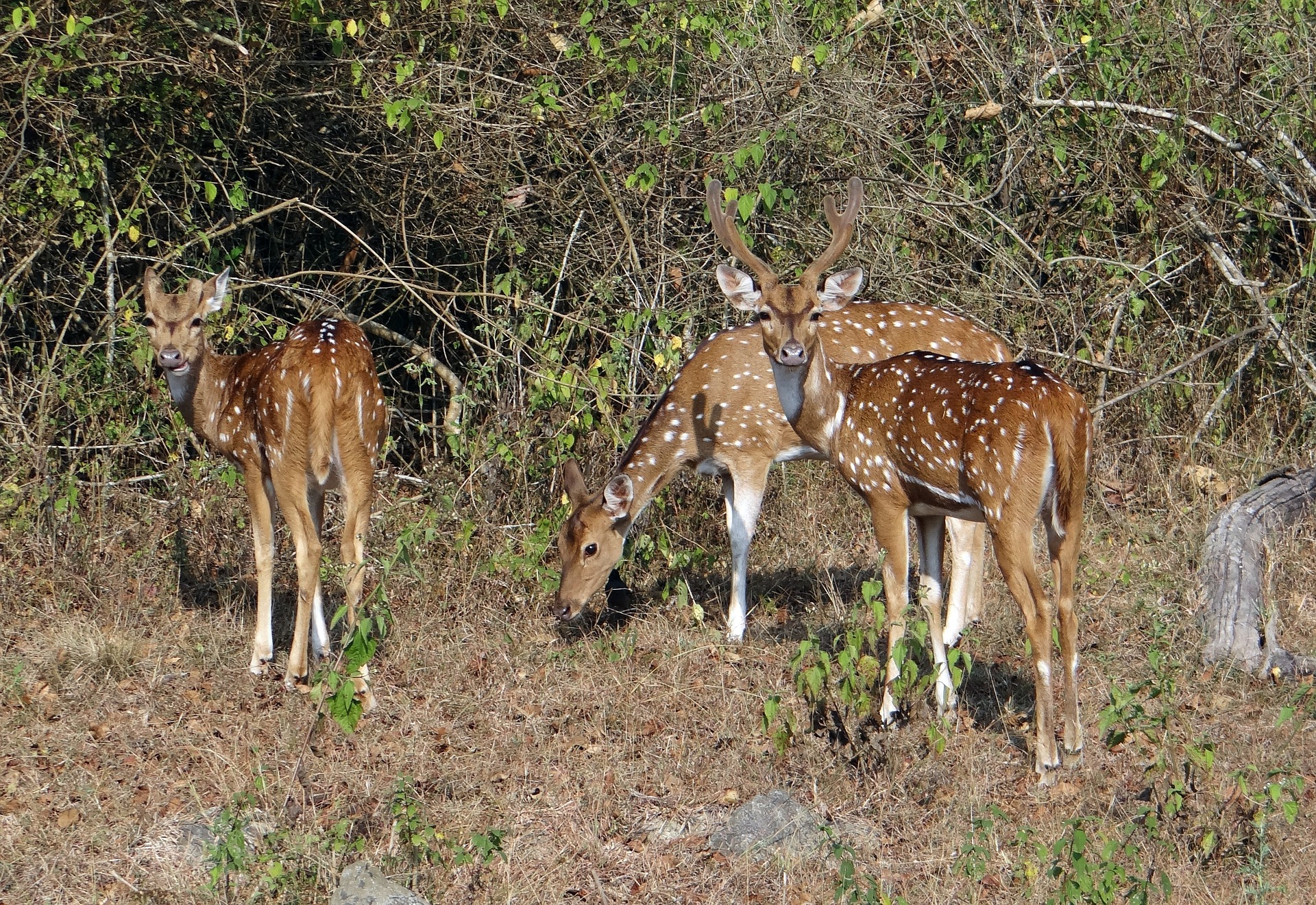Bandipur National Park Taxi Service